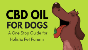 Medical Marijuana or CBD - Let Your Furry Friend Feel Healthy and Happy All Over Again!