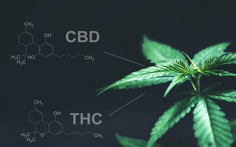 CBD health benefits