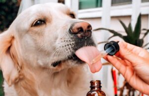 CBD Oil Dosage for Your Dog in Canada