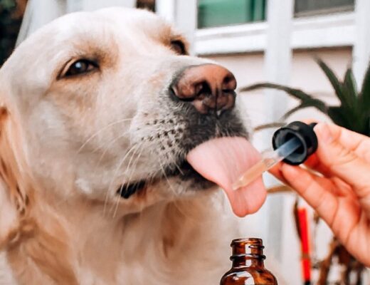 CBD Oil Dosage for Your Dog in Canada