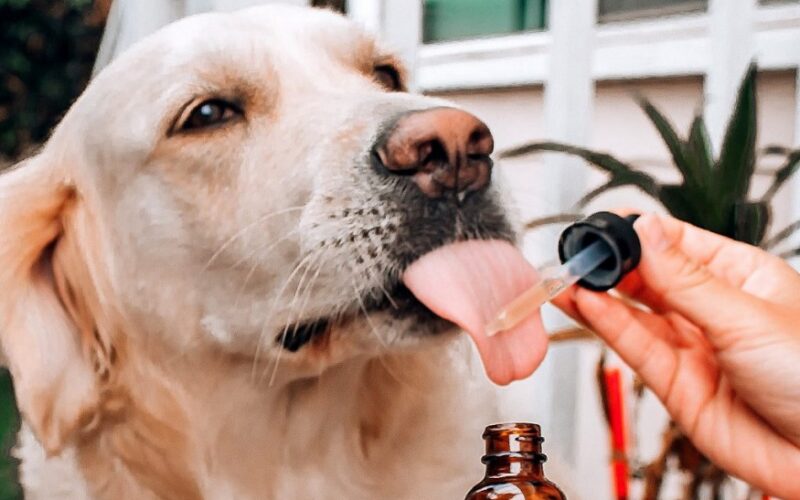 CBD Oil Dosage for Your Dog in Canada