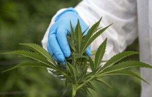 Your Ohio Medical Marijuana