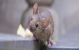 Diseases Rats Can Cause