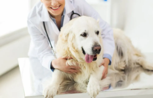 vet today